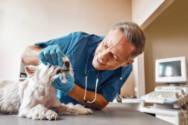 Best Emergency Treatment for Toothache in New Market, VA